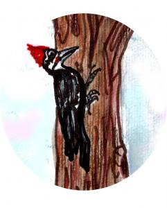 Pileated woodpeckers 