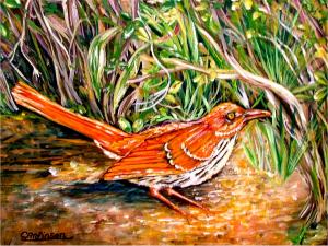 What is rufous