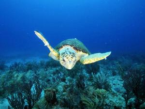 Help us Save Floridas Sea Turtles